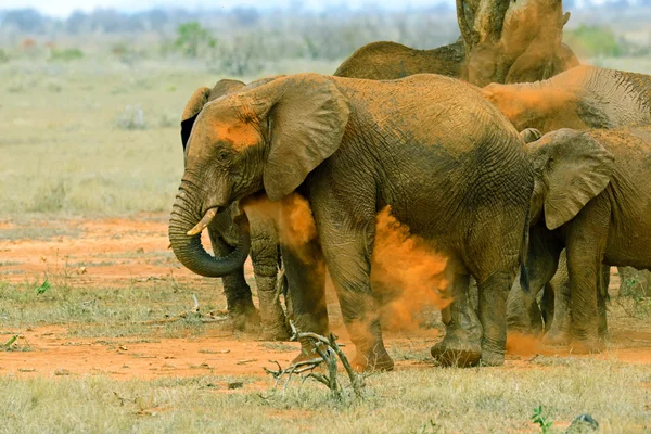 Słonie Tsavo East — Zdjęcie stockowe