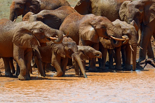 Elefantes Tsavo Este —  Fotos de Stock