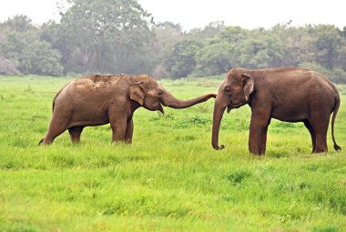 Doğada tropikal hayvan