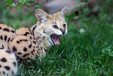 serval yaban kedisi