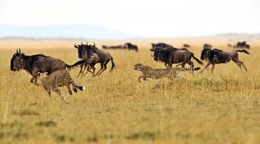 Masai mara çitalar