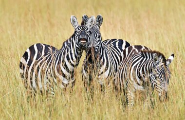 Masai Mara 'da zebra