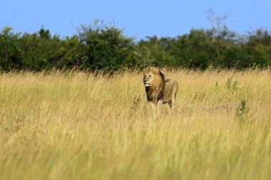 Aslan Masai Mara