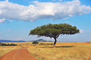 Tree Masai Mara clipart