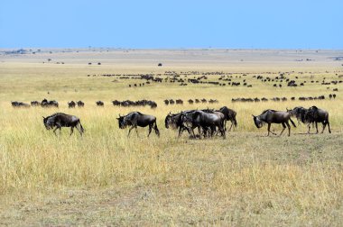 Masai Mara Wildebeest