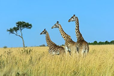 Giraffe Masai Mara clipart