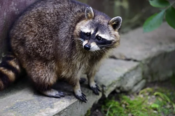 Portrait d'un raton laveur dans la nature — Photo