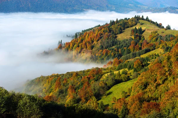 Boz ayı kış — Stok fotoğraf