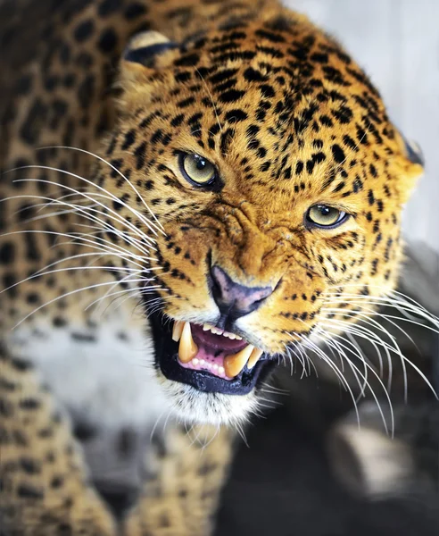 Porträt eines wilden Leoparden — Stockfoto