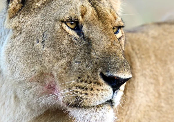 Masai Mara Lions — Stock fotografie