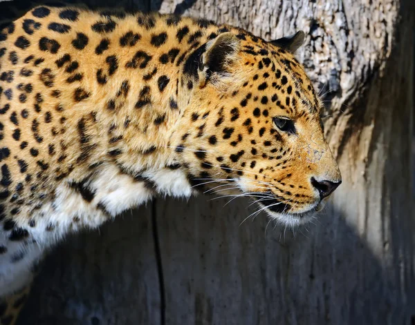 Πορτρέτο του άγρια Leopard — Φωτογραφία Αρχείου