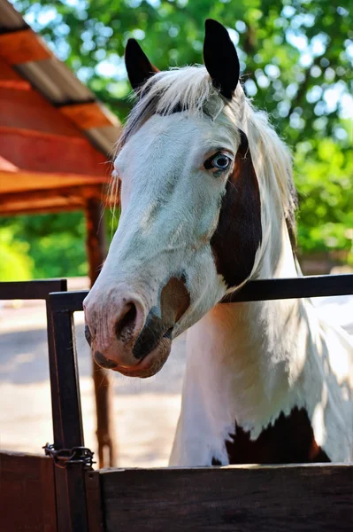 Ritratto di un cavallo — Foto Stock