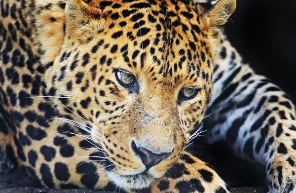 Leopard in Sri Lanka — Stockfoto