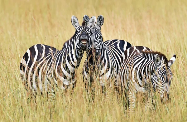 Zebra in de masai mara — Stockfoto