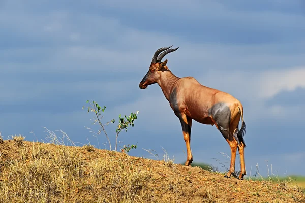 Antelope Topi — Stock Photo, Image