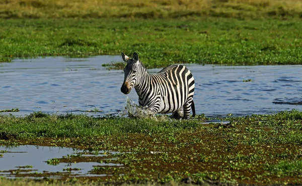 Zebra nel masai mara — Foto Stock