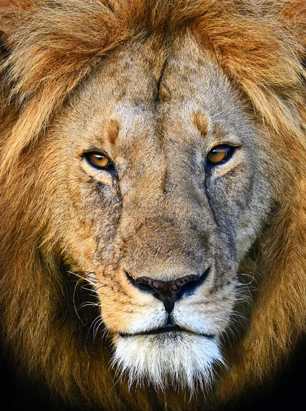 Масаї Мара левів — стокове фото