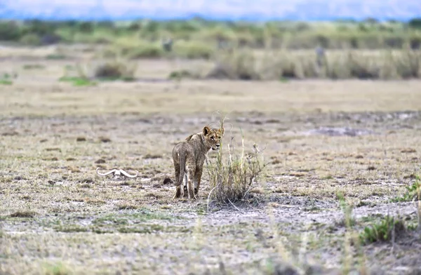 Leo Amboseli — Stock fotografie