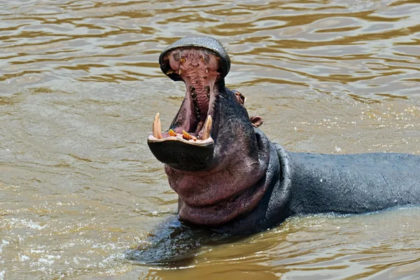 Hippopotames — Photo