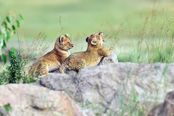 Lion Masai Mara — Stock Photo, Image