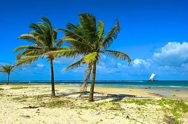 Beach Diani — Stock Photo, Image