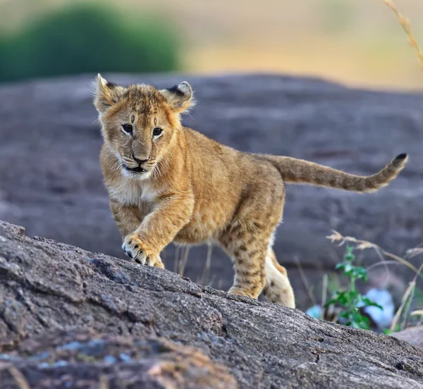 Leão masai mara — Fotografia de Stock