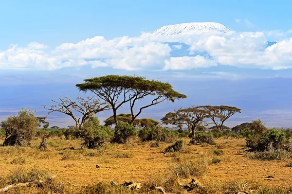 Kilimanjaro — Foto de Stock