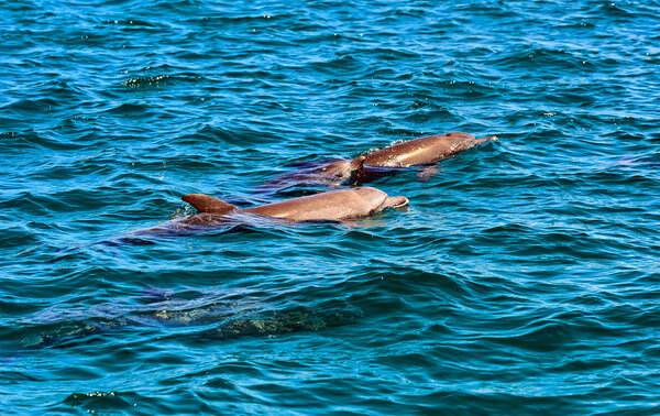 Dolphin Indian Ocean