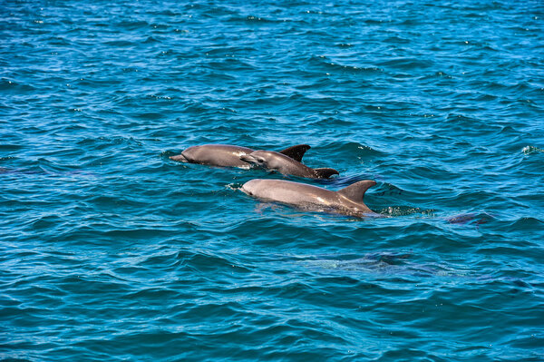 Dolphin Indian Ocean