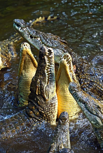 Crocodilos masai mara — Fotografia de Stock