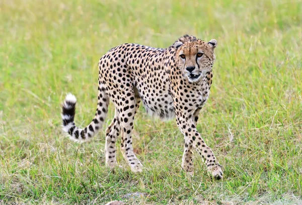 Masai mara guepardos — Foto de Stock