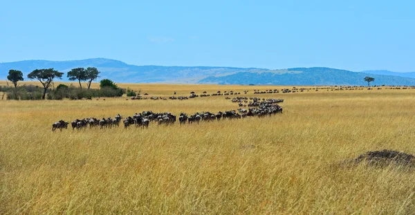 Masai Mara Wildebeest — Stok fotoğraf