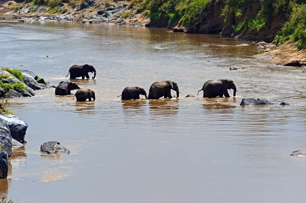 Słonie masai mara — Zdjęcie stockowe