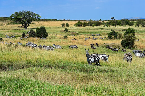 Zebra Masai Mara