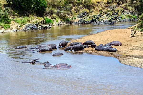 Hippopotame Masaï Mara — Photo