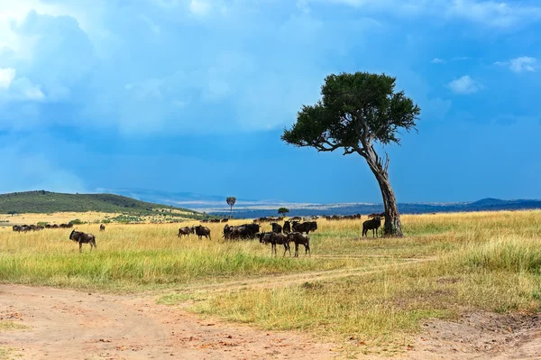 Masai mara gnus — Fotografia de Stock