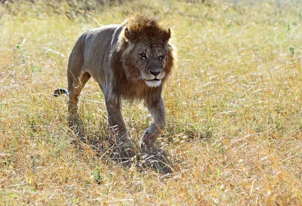 Masai Mara aslanlar — Stok fotoğraf