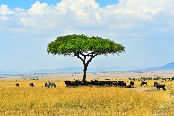 Masai mara gnus — Fotografia de Stock
