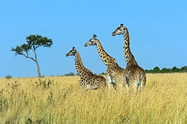 Girafa masai mara — Fotografia de Stock