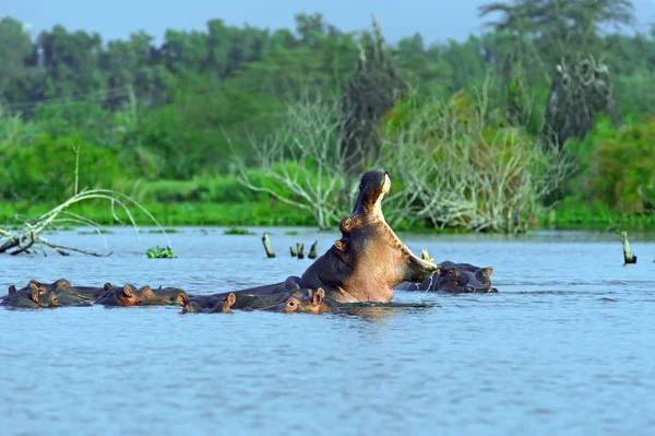 Hippos — Stock Photo, Image