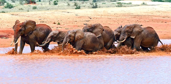 Elefantes Tsavo Este —  Fotos de Stock