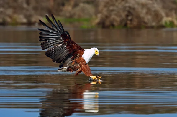 Águila de pescado — Foto de Stock