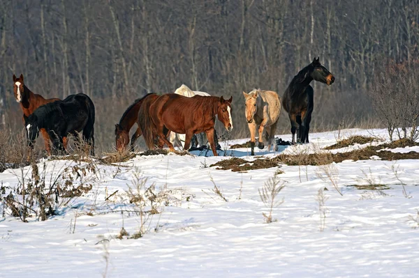 Koń — Zdjęcie stockowe