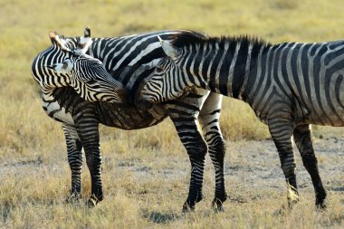 Masai Mara 'da zebra