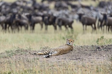 Masai mara çitalar