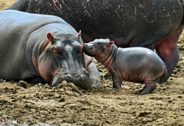 Su aygırı Masai Mara