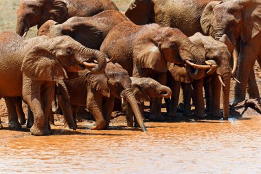 Filler Tsavo Doğu