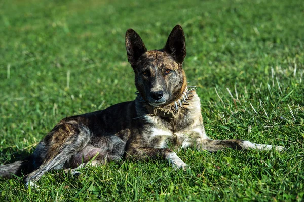 Waakhond — Stockfoto