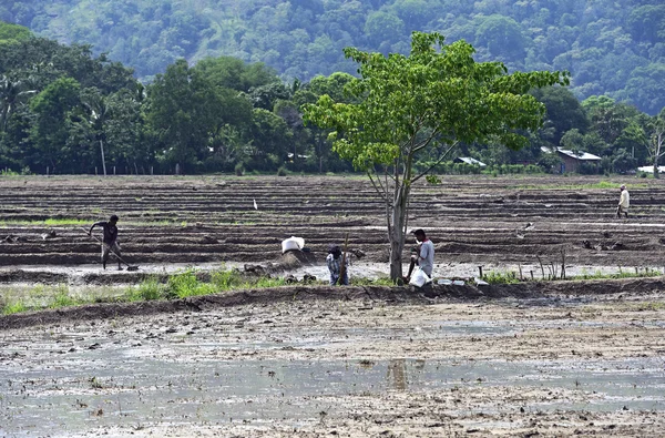 Sri Lanka, November 26: Farmers are treated field for planting r — Stock Photo, Image