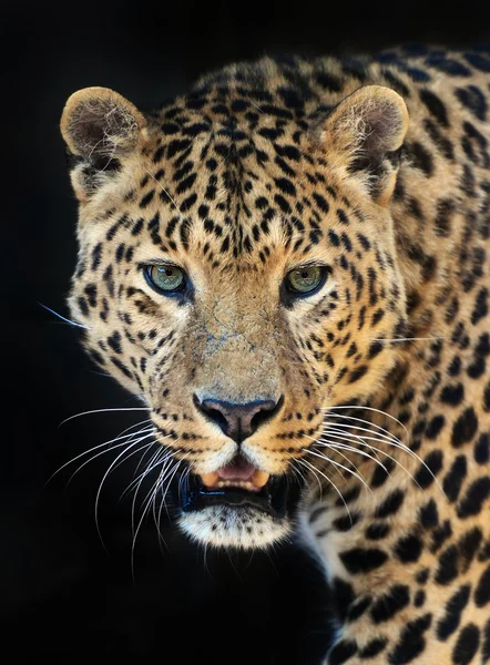 Leopard — Stockfoto